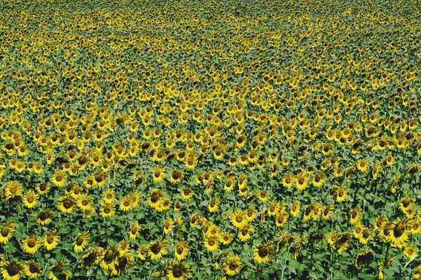 Sonnenblumenfeld Hintergrund — Stockfoto