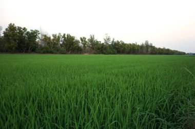 Genç pirinç alan 