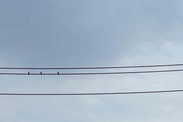 Pássaros no cabo elétrico — Fotografia de Stock