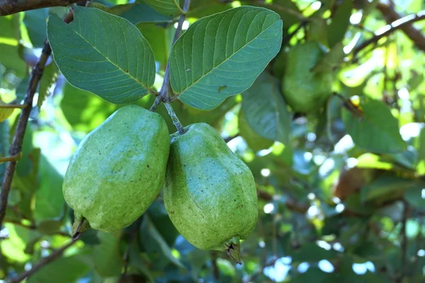 Čerstvý guava ovoce na stromě — Stock fotografie