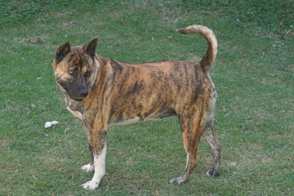 Thai native dog marking as tiger skin — Stock Photo, Image