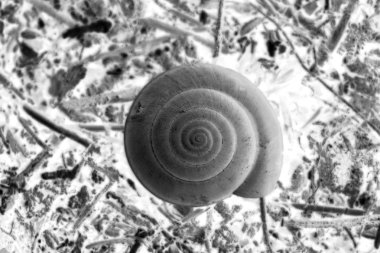 soyut siyah beyaz salyangoz kabuğu 