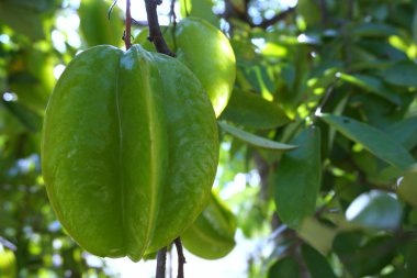 yeşil yıldız elma meyve