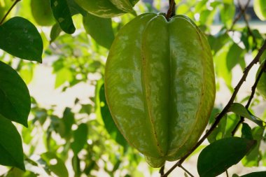 yeşil yıldız elma meyve