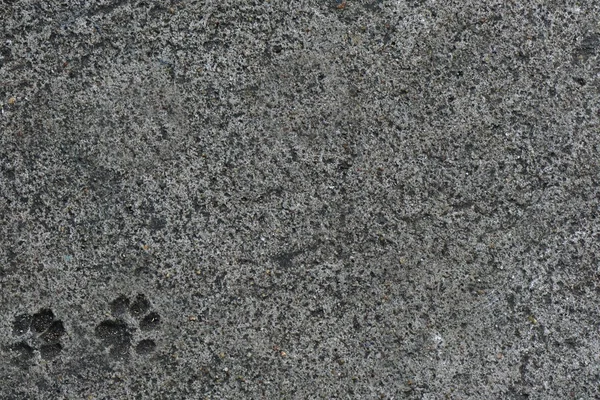 Котячий фут друк на бетонній підлозі — стокове фото