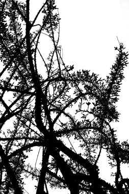 siyah ve beyaz su kabakları ağaç