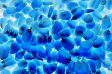 soyut mavi tatlı mısır