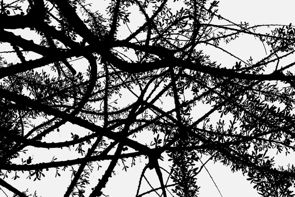 Black and white Calabash tree — Stock Photo, Image