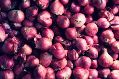 Tay kırmızı soğan