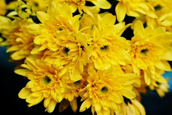 Flor de crisantemo — Foto de Stock