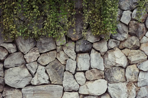 Parede de rocha com planta Dischidia — Fotografia de Stock