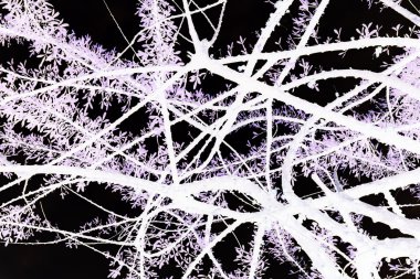 siyah ve beyaz su kabakları ağaç