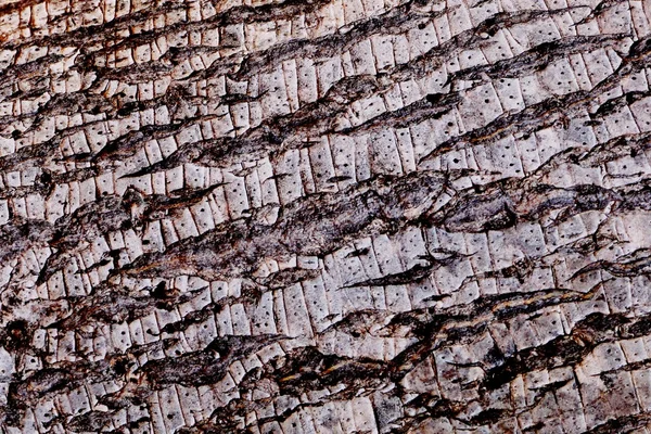 Kora drewna — Zdjęcie stockowe