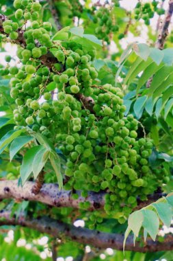 yıldız bektaşi üzümü