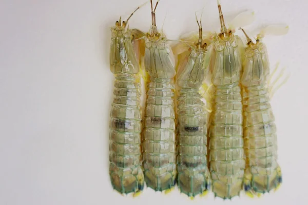 Camarão Mantis — Fotografia de Stock