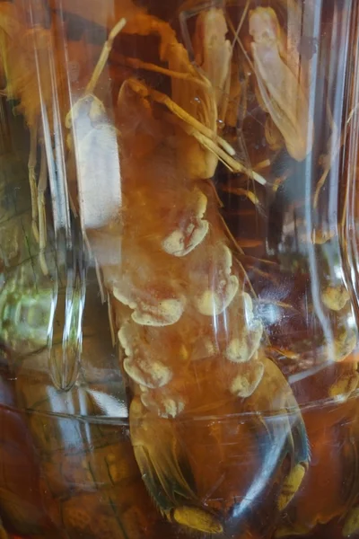 Camarones mantis remojar en la salsa de pescado —  Fotos de Stock