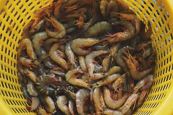 White shrimp and black tiger prawn — Stock Photo, Image