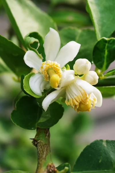 Lime blomma — Stockfoto