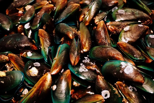 Sea mussel Stock Image