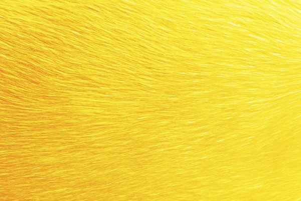 황금에 동물 머리 염색 — 스톡 사진
