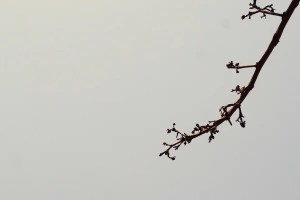 Abstrakte trockene Mango-Blume — Stockfoto