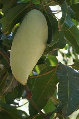 Mango meyve