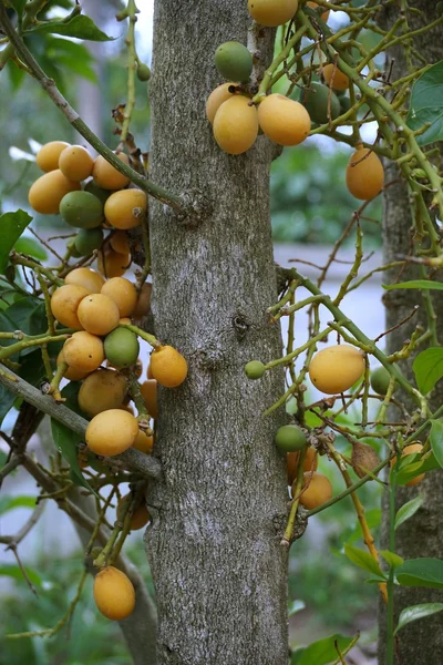 Melientha suavis fruits — Photo