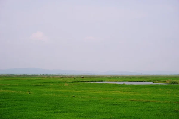 Campo de arroz — Foto de Stock