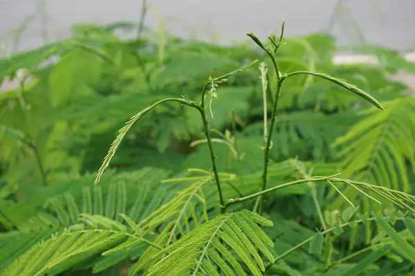 Acacia tailandesa —  Fotos de Stock