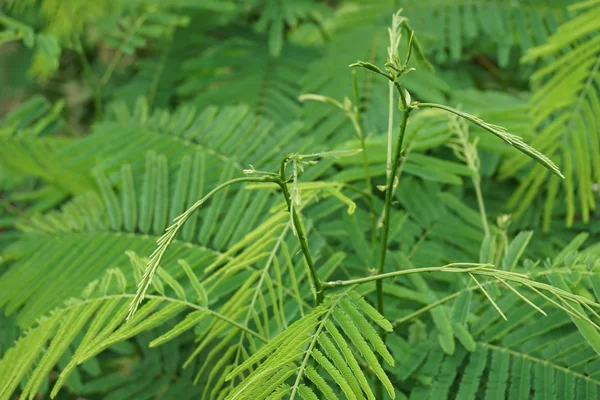 Acacia tailandesa — Foto de Stock