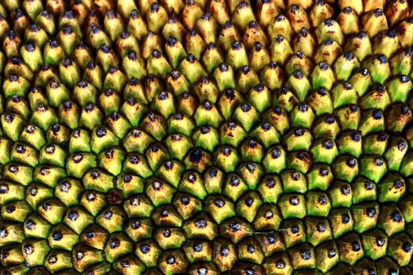 Jackfruit skóry — Zdjęcie stockowe