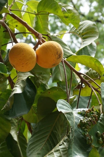 Santol fruits — Stock Photo, Image