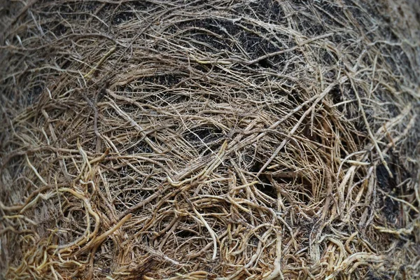 Pierwiastek z trawy cytrynowej — Zdjęcie stockowe