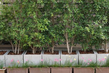 Hint inciri ağacı yağmur Lily çiçek