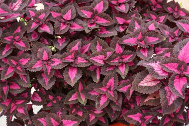 Coleus bitki