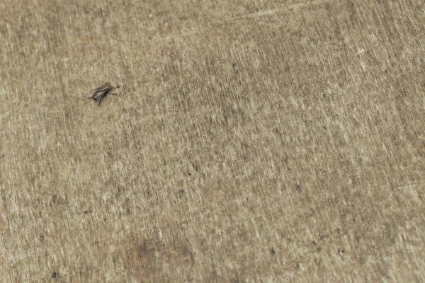 Blurred gray wood board with fly — Stock Photo, Image