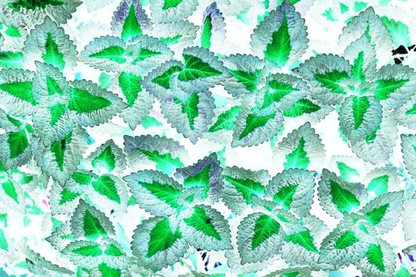 planta Coleus — Foto de stock © TANANTORNANUTRA #85059728