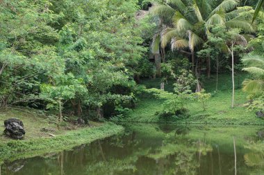tropikal su birikintisi