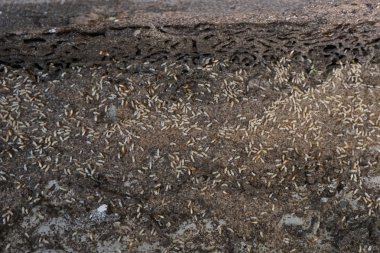 termitler ahşap zemin üzerinde