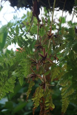 Yabani Orkide Bahçe