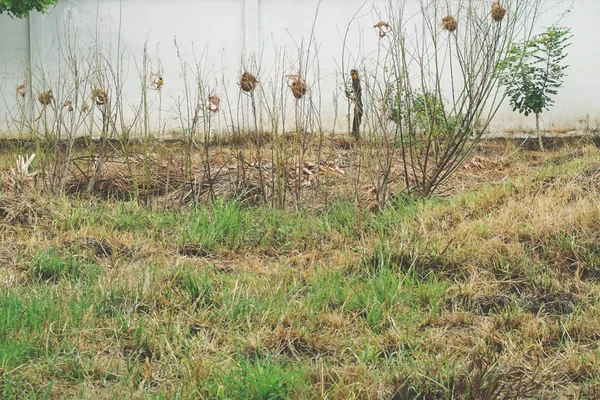 Χρυσό ricebird φωλιά — Φωτογραφία Αρχείου