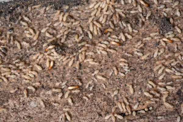 Termitas en el suelo de madera — Foto de Stock