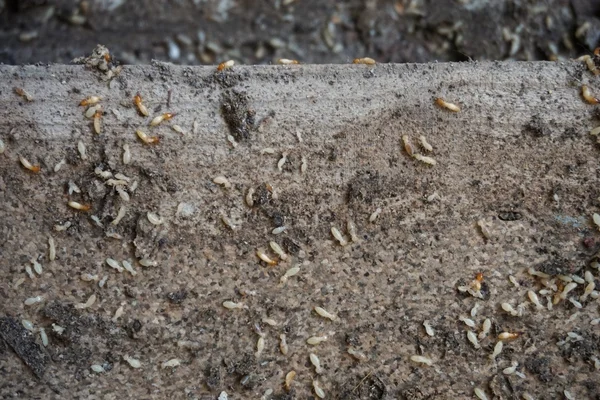 Termites on the wood floor — Stock Photo, Image