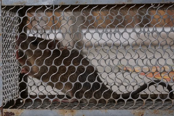 Una jaula para atrapar ratas —  Fotos de Stock