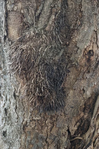 껍질 나무의 개요 — 스톡 사진