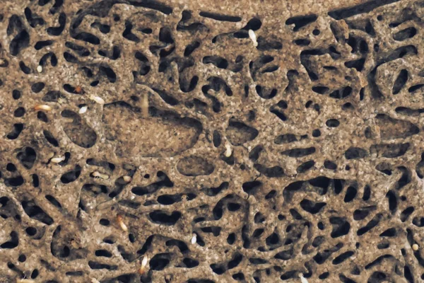 Group of termite — Stock Photo, Image
