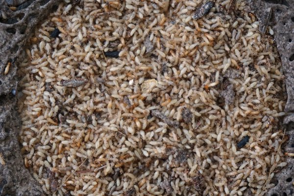 Группа термитов
