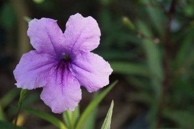 mor Ruellia tuberosa