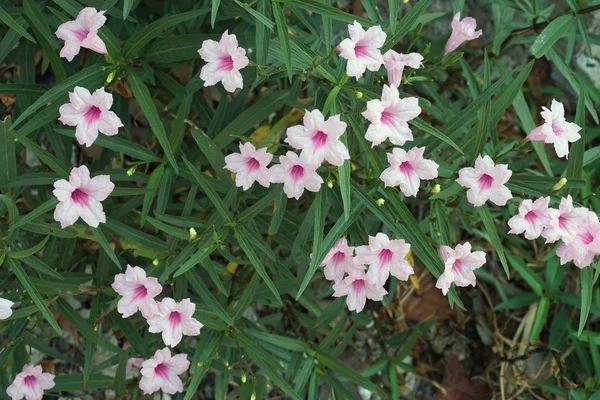 Růžový Ruellia tuberosa — Stock fotografie