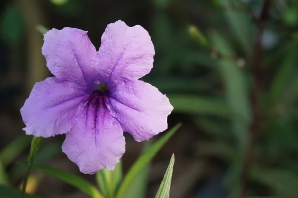 Lila Hygrophila tuberosa — Stockfoto